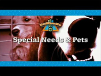 Special Needs and Pets