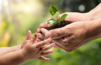 An adult hands passing a plant to a child