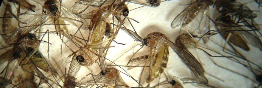 Picture of several mosquitos under a microscope